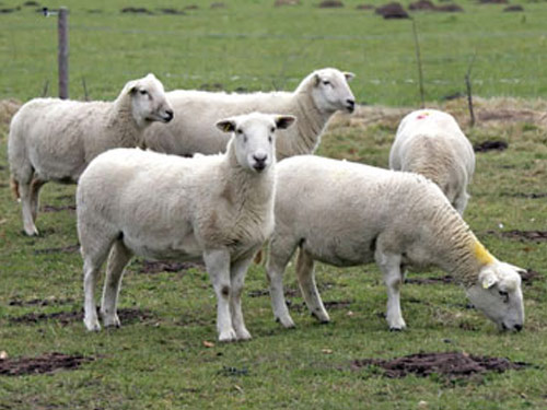 Easy Care  owca - Rasy owiec