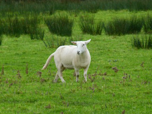 Jednostavno Njega  ovca - Pasmina ovaca