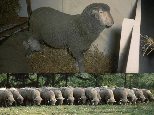 Est à Laine Merino   כבש - גזעי כבשים