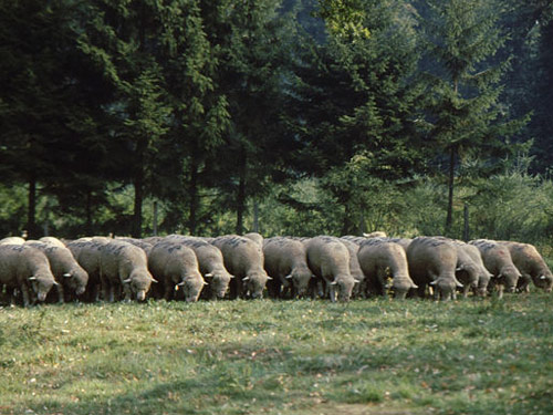Est à Laine Merino   כבש - גזעי כבשים