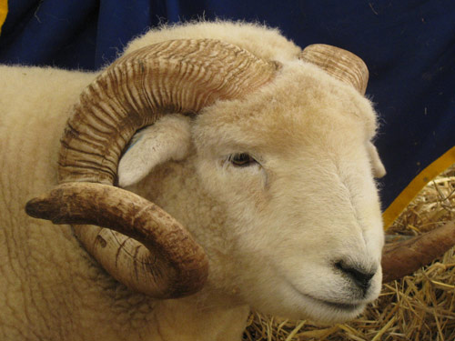 Exmoor Horn owca - Rasy owiec