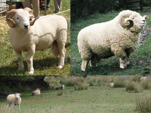 Exmoor Horn  ovca - Pasmina ovaca