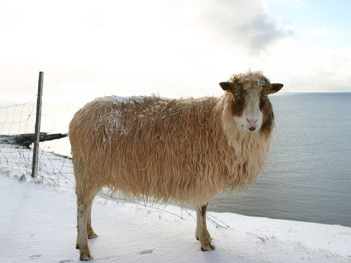 Färöer Sheep Hausschaf - Rassen Sheep