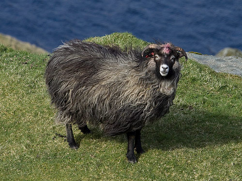 Faeroes כבשים  כבש - גזעי כבשים