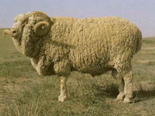 Gansu Alpine Finewool Hausschaf - Rassen Sheep