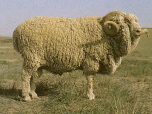 גאנסו אלפיני Finewool  כבש - גזעי כבשים