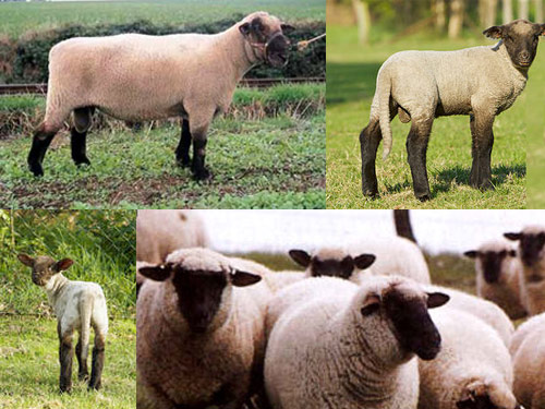 Jerman Blackheaded Mutton  Domba - Domba Breeds