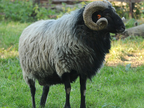 German Gray Heath  sheep