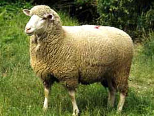 Deutsch Merino Hausschaf - Rassen Sheep
