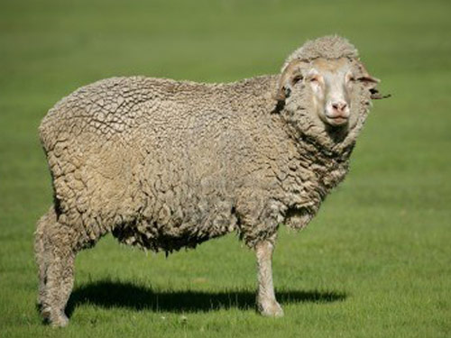 Deutsch Merino  Hausschaf - Rassen Sheep