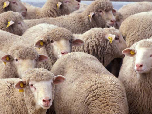 Deutsch Mutton Merino  Hausschaf - Rassen Sheep