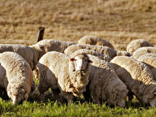 Deutsch Mutton Merino  Hausschaf - Rassen Sheep