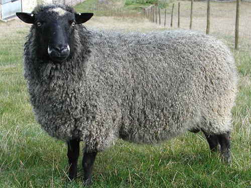 Gotland owca - Rasy owiec