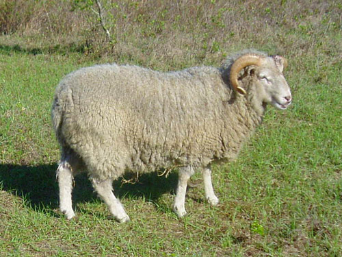 Gulf Coast Native owca - Rasy owiec