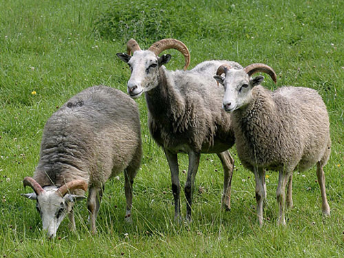 Gute (Gutefår)  Hausschaf - Rassen Sheep