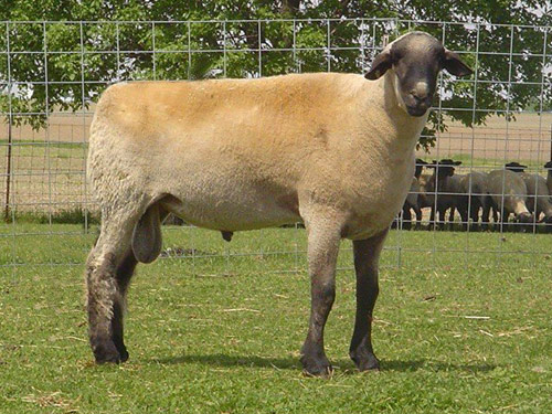Hampshire Hausschaf - Rassen Sheep
