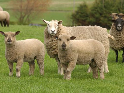 המפשייר  כבש - גזעי כבשים