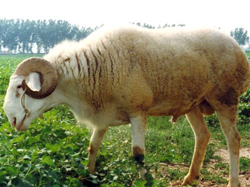 Han owca - Rasy owiec