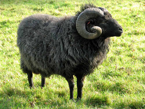 Hebridean owca - Rasy owiec