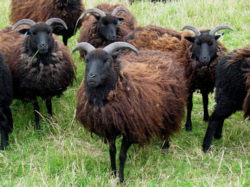 Hebridean  Domba - Domba Breeds
