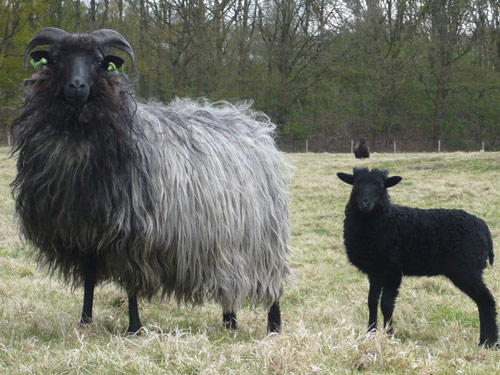 Heidschnucke schapen Foto