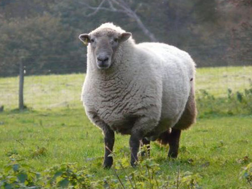 Hill Radnor Hausschaf - Rassen Sheep