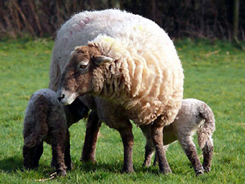 היל Radnor  כבש - גזעי כבשים