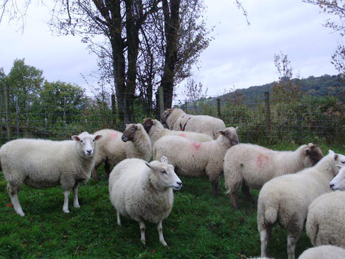 היל Radnor  כבש - גזעי כבשים