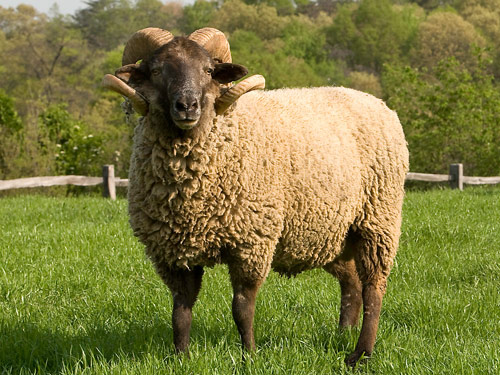 Hog Wyspa owca - Rasy owiec