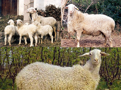 Hu  Hausschaf - Rassen Sheep