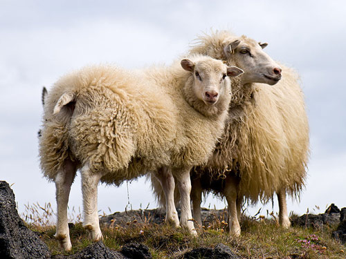 islandzki owca - Rasy owiec