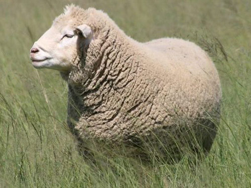 איל דה פראנס  כבש - גזעי כבשים