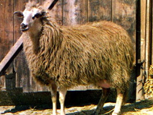 Imroz (Gokceada) owca - Rasy owiec