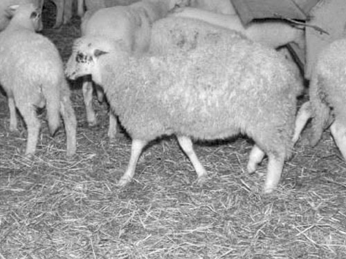 Imroz (Gökçeada)  כבש - גזעי כבשים
