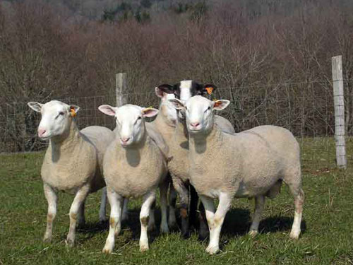 INRA 401 oaie - Rase de ovine