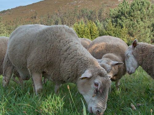 INRA 401 Sheep Pictures