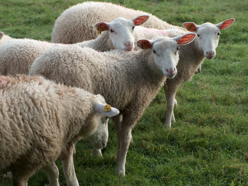 INRA 401  Hausschaf - Rassen Sheep
