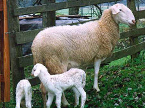 Jezersko-Solcava (Jezerskosolflorinavska)  כבש - גזעי כבשים