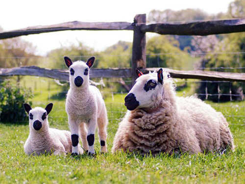 Kerry Hill  Hausschaf - Rassen Sheep
