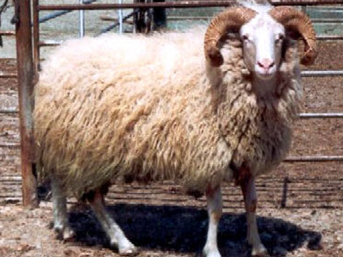 Kivircik owca - Rasy owiec