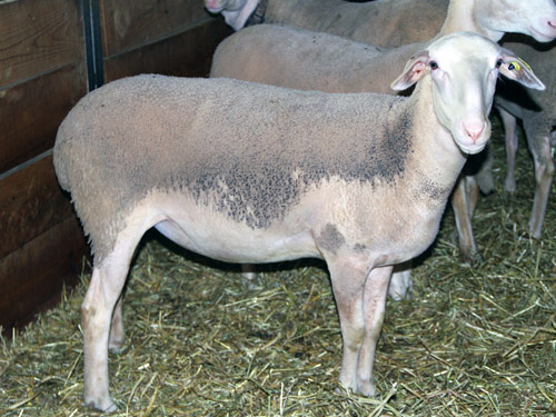 Lacaune Domba - Domba Breeds