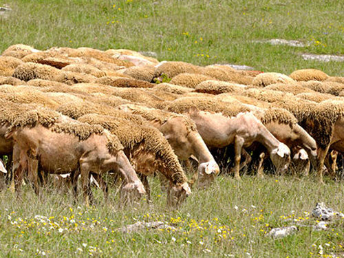 Lacaune  כבש - גזעי כבשים