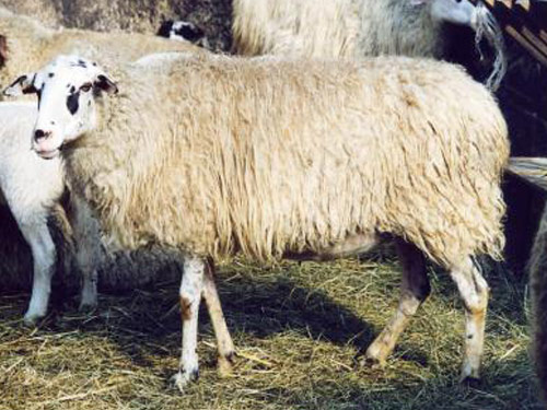 Landschaf  כבש - גזעי כבשים