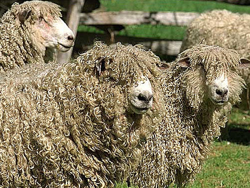 Leicester Longwool (Englisch Leicester, Leicester) Hausschaf - Rassen Sheep