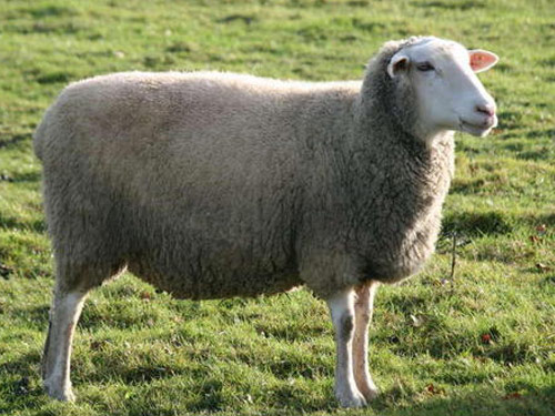 Leine (Leineschaf) owca - Rasy owiec