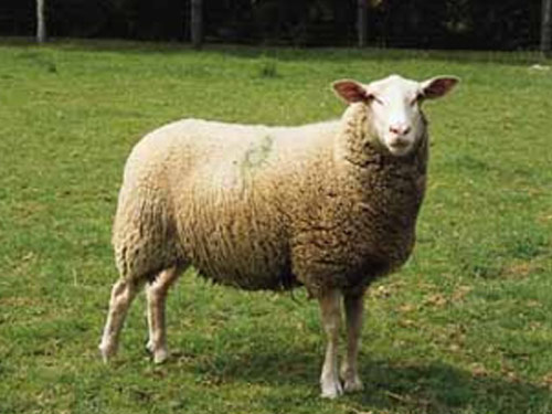 Leine (Leineschaf)  owca - Rasy owiec