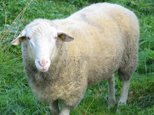 Leine (Leineschaf)  owca - Rasy owiec