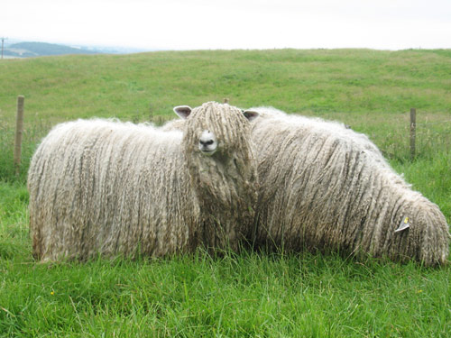 Lincoln  sheep