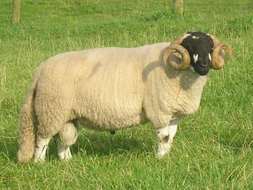 Lonk Hausschaf - Rassen Sheep