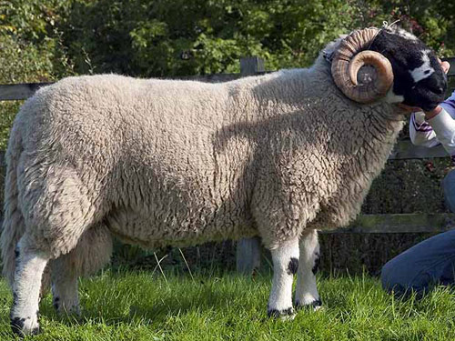 Lonk  owca - Rasy owiec